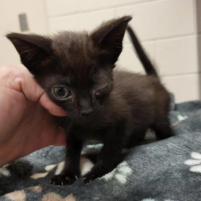 A baby small-sized female Black Domestic Short Hair cat named Margot for adoption in Lake Panasoffkee, FL