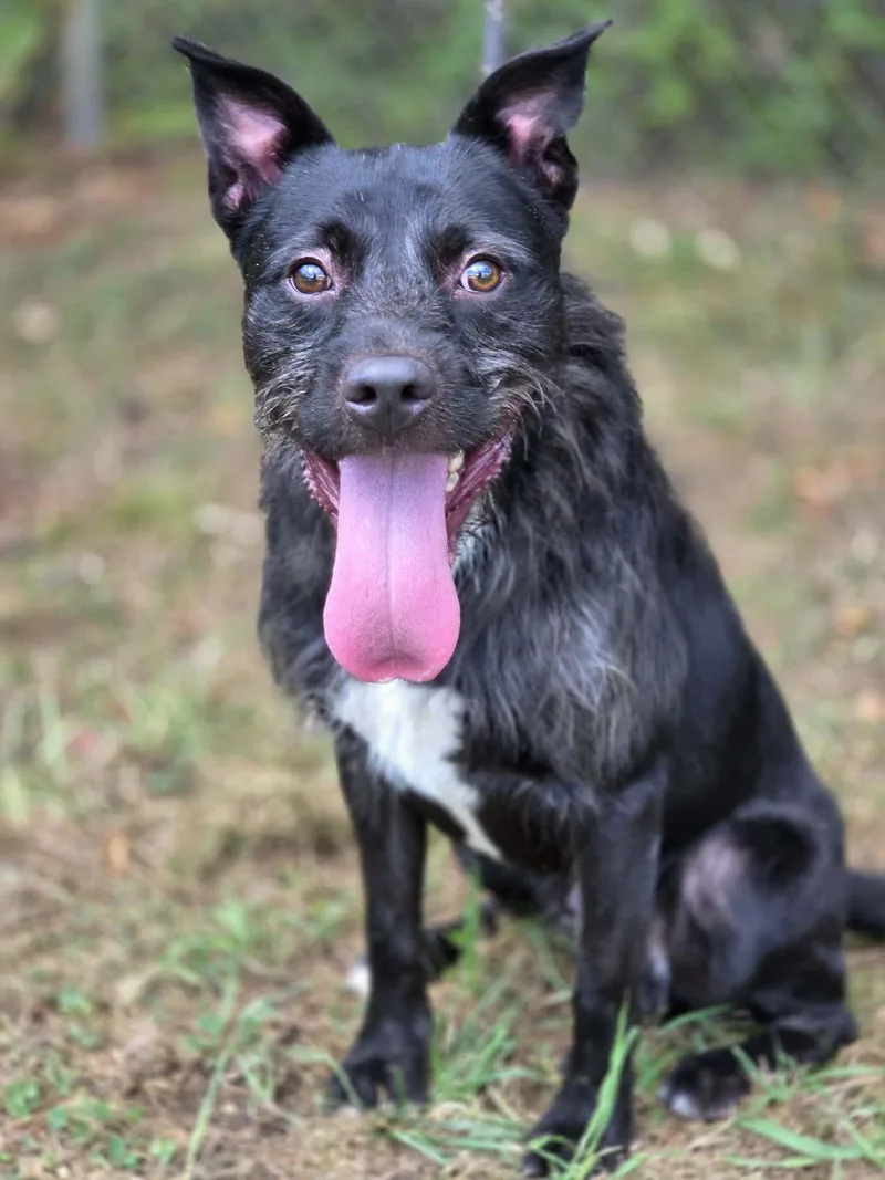 A young medium-sized male Black Schnauzer dog named Rod Stewart for adoption in Anniston, AL