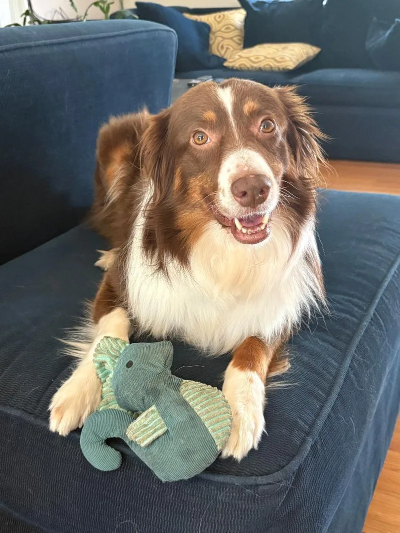 An adult medium-sized male Bicolor Australian Shepherd dog named Ranger for adoption in Alexandria, VA
