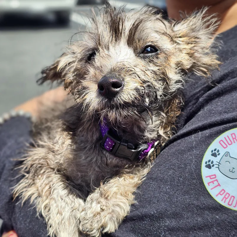 A baby small-sized female Bicolor Maltipoo dog named Jemaa for adoption in Greenfield, CA