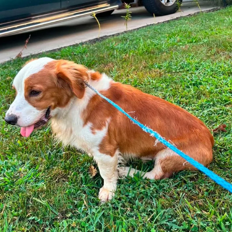 An adult medium-sized male Red / Chestnut / Orange Mixed Breed dog named Abbott Stray Hold for adoption in Huntington, WV