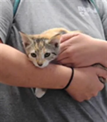 A baby small-sized female Domestic Short Hair cat named Cora for adoption in Albuquerque, NM