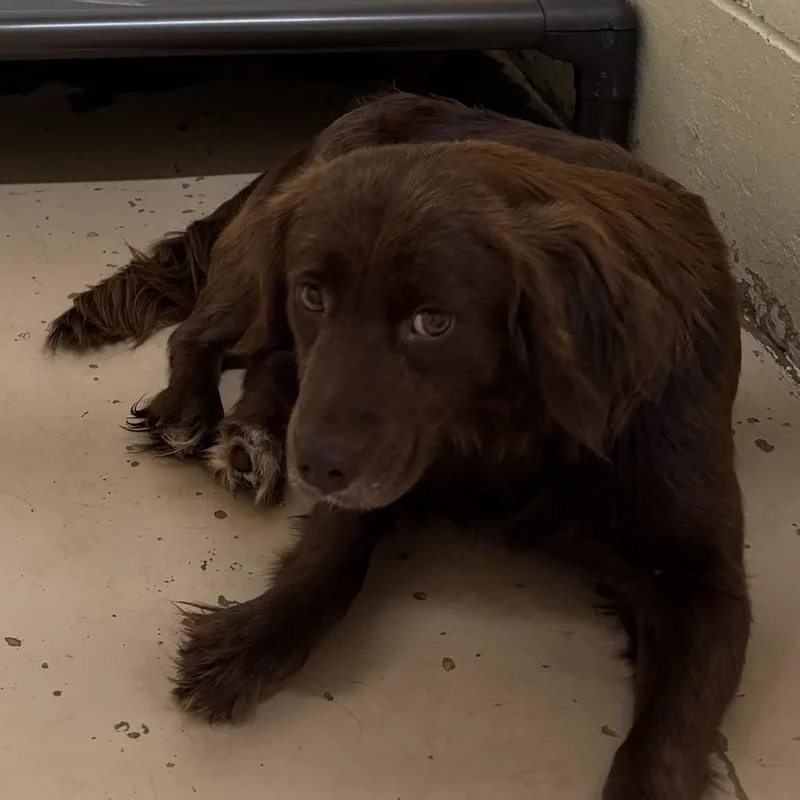 An adult medium-sized female Brown / Chocolate Spaniel dog named Tuscstray for adoption in Tuscaloosa, AL