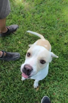 A young medium-sized male Mixed Breed dog named Tolan for adoption in Port Allen, LA