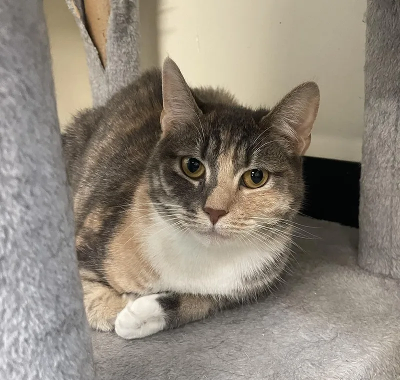 A young medium-sized female Dilute Tortoiseshell American Wirehair cat named Evie for adoption in Sautee Nacoochee, GA