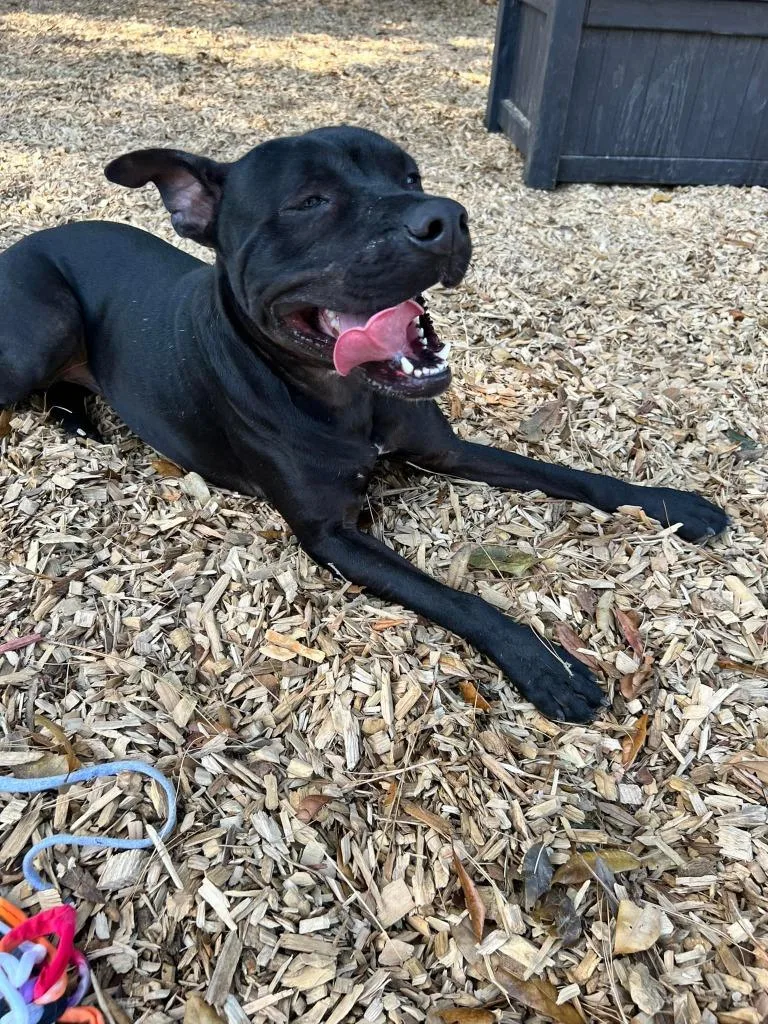 An adult large-sized male Pit Bull Terrier dog named Niko for adoption in Lemoore, CA