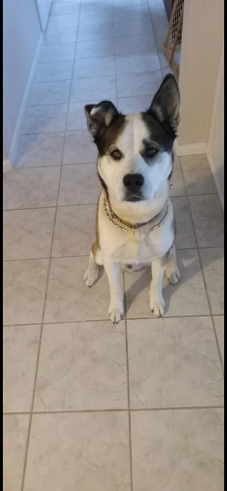 An adult large-sized male Tricolor (Brown, Black, & White) Husky dog named Gunner for adoption in Clinton Township, MI