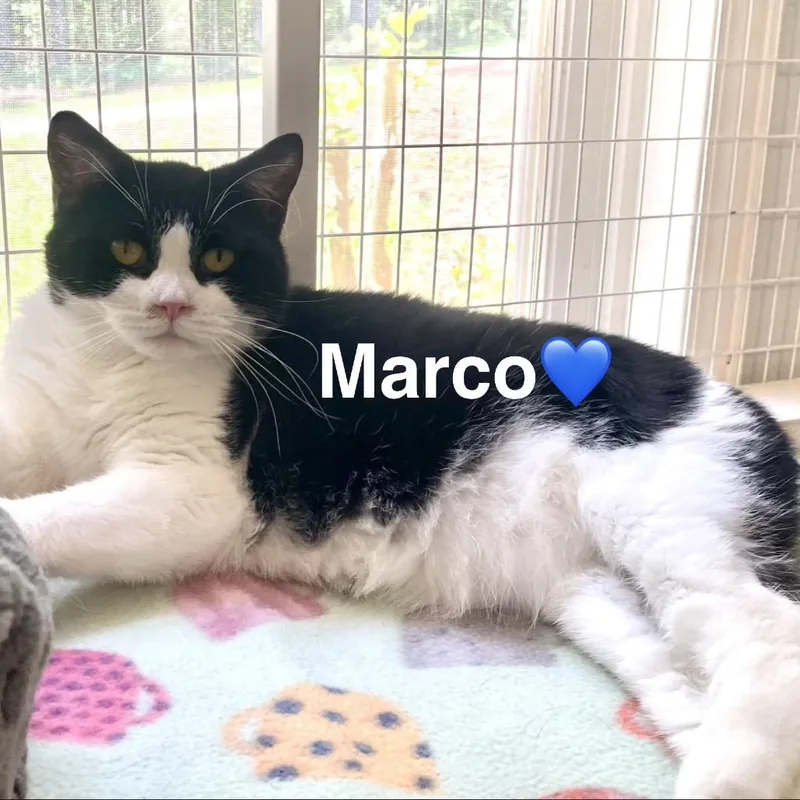 Marco