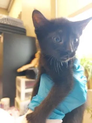 A baby small-sized male Domestic Short Hair cat named Petunia for adoption in Fishers, IN