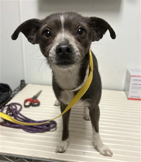 An adult small-sized female Chihuahua dog named Lulu for adoption in Bakersfield, CA