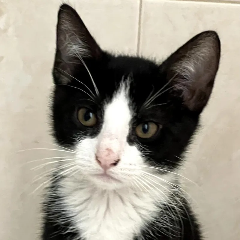 A baby small-sized male Black Domestic Short Hair cat named Charlie for adoption in Hamburg, NY