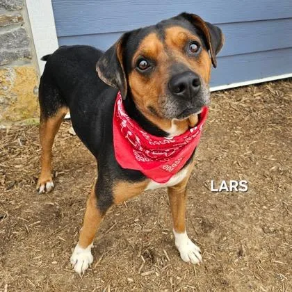 An adult medium-sized male Beagle dog named Lars for adoption in Sevierville, TN