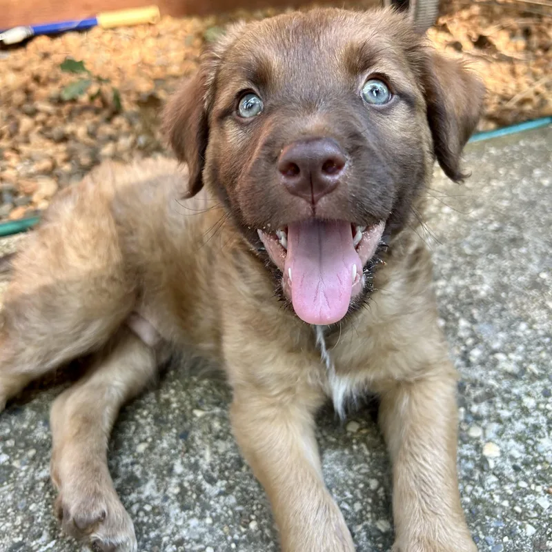 A baby medium-sized male Shepherd dog named Hamm for adoption in Redwood City, CA