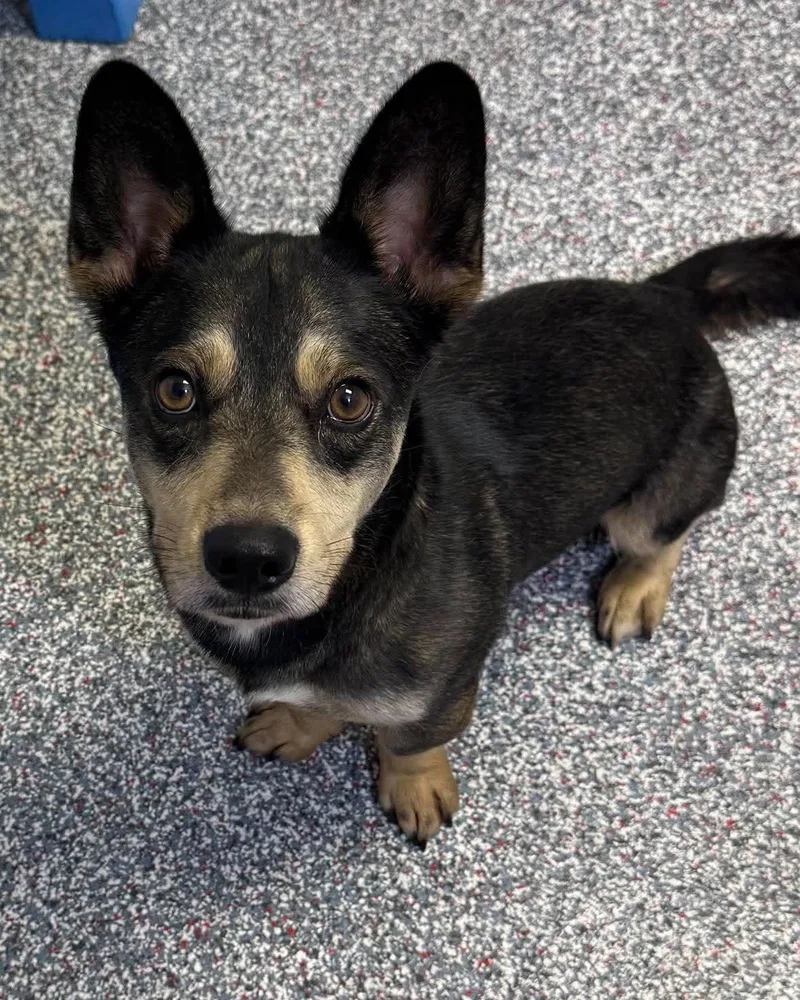 A young small-sized male Corgi dog named Rudy for adoption in Las Vegas, NV