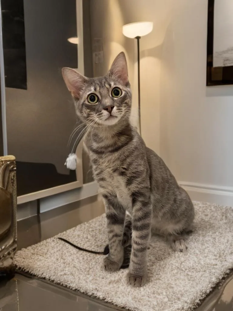 A baby medium-sized male Tabby (Gray / Blue / Silver) Domestic Short Hair cat named Ashe for adoption in Long Beach, CA