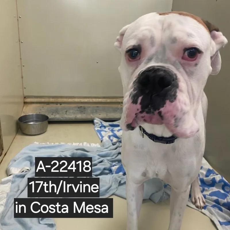 An adult medium-sized male White / Cream Boxer dog named WAGSStray for adoption in Westminster, CA