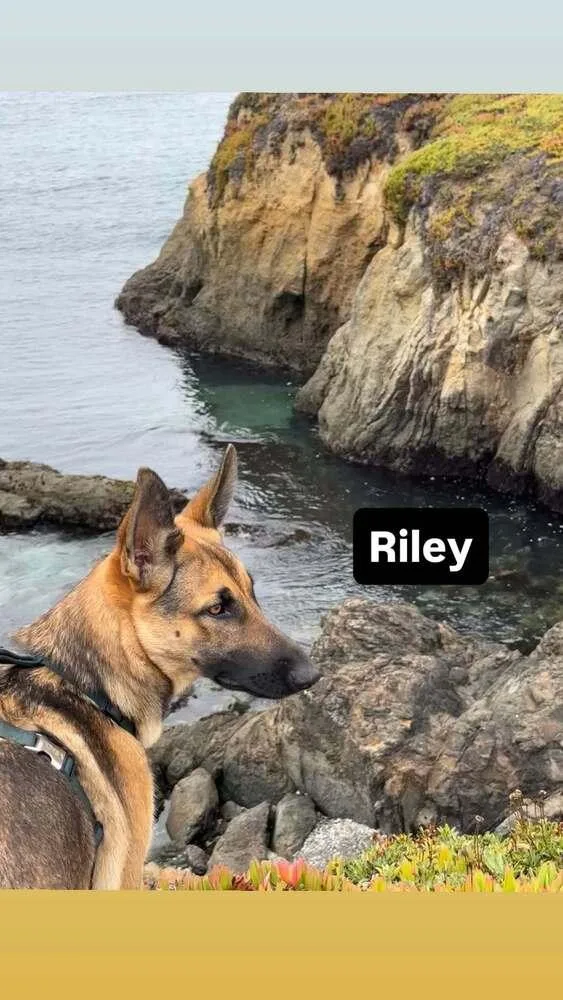 Riley thumbnail 2
