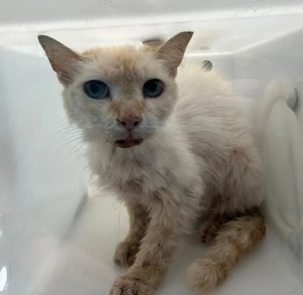A senior medium-sized male Domestic Short Hair cat named Trini for adoption in Staten Island, NY