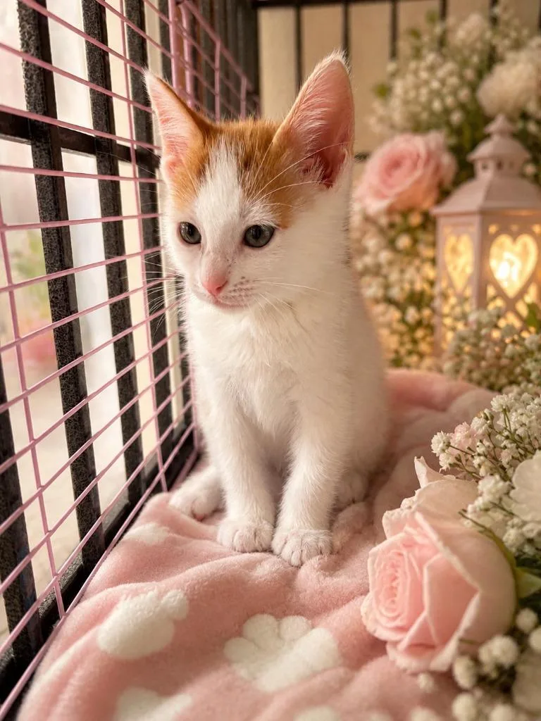 A baby small-sized male Domestic Short Hair cat named Mario for adoption in Corpus Christi, TX