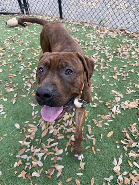 An adult large-sized male Mixed Breed dog named Colombo for adoption in Palmetto, FL
