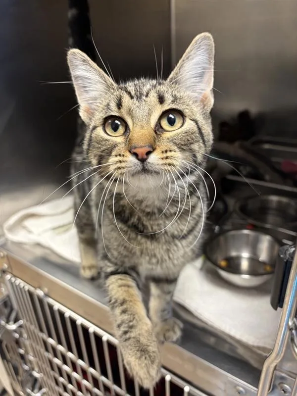 An adult medium-sized female Domestic Short Hair cat named Okoye for adoption in Great Falls, MT