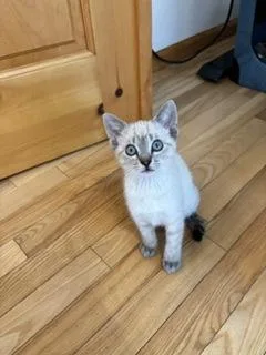 A baby small-sized female Domestic Short Hair cat named Precious for adoption in Divide, CO