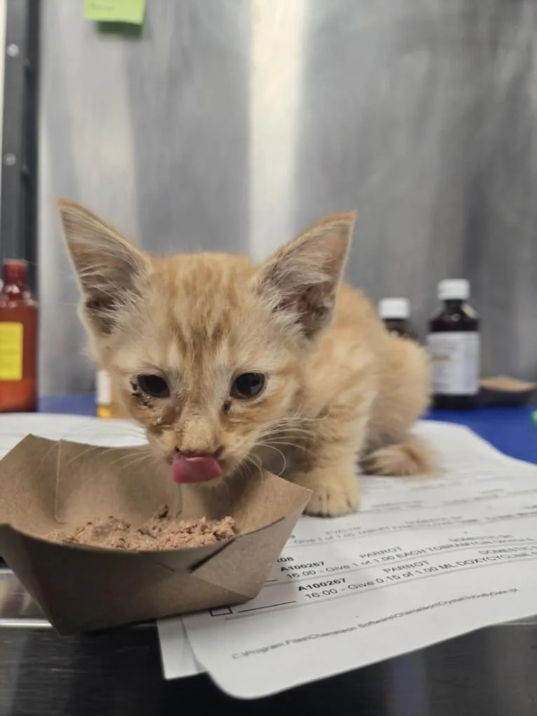 A baby small-sized male Domestic Short Hair cat named Aaron Burr for adoption in Hagerstown, MD