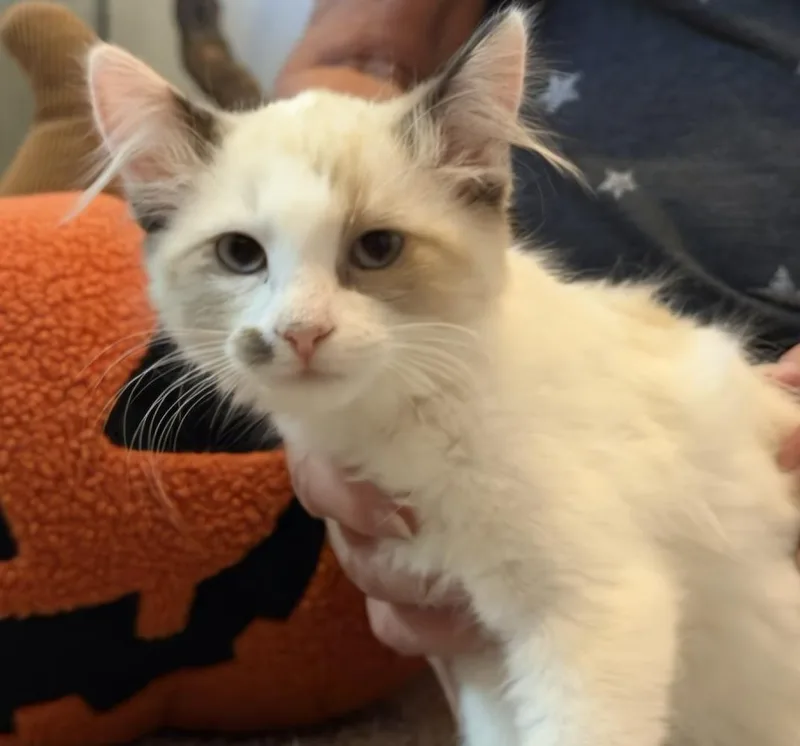 A baby medium-sized female Snowshoe cat named Bitsy for adoption in North Highlands, CA