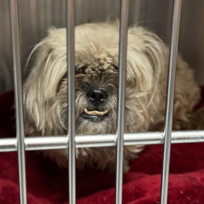 An adult small-sized male White / Cream Shih Tzu dog named Taz for adoption in Las Vegas, NV
