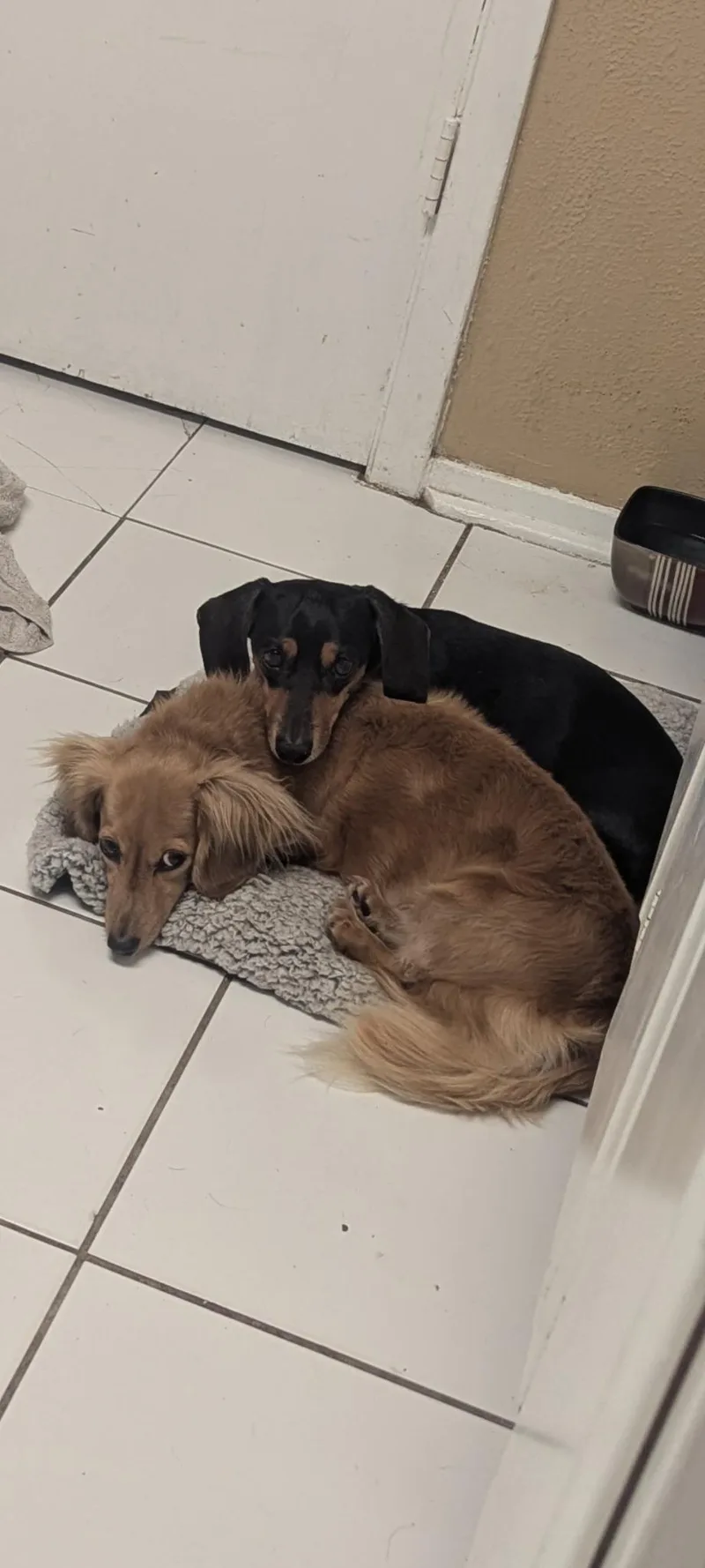 An adult small-sized male Dachshund dog named Oscar for adoption in Austin, TX