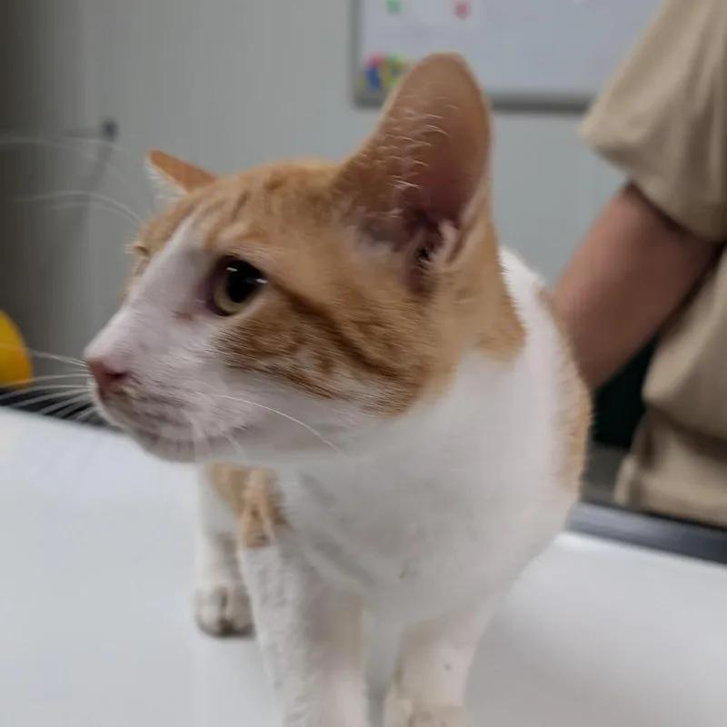 A young medium-sized male Domestic Short Hair cat named Tig for adoption in Canton, IL