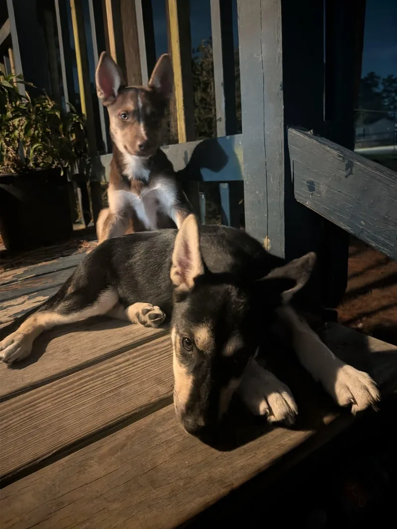 A young medium-sized female Husky dog named Morrigan for adoption in Houston, TX