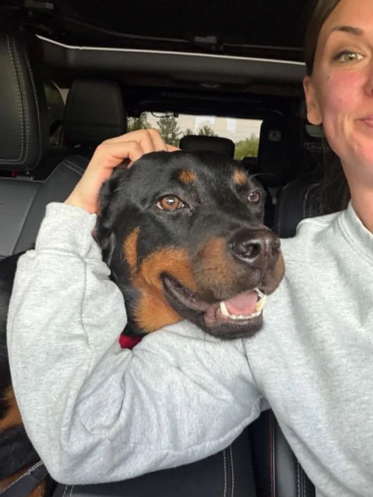 An adult large-sized female Rottweiler dog named Hildie for adoption in Saginaw, MI