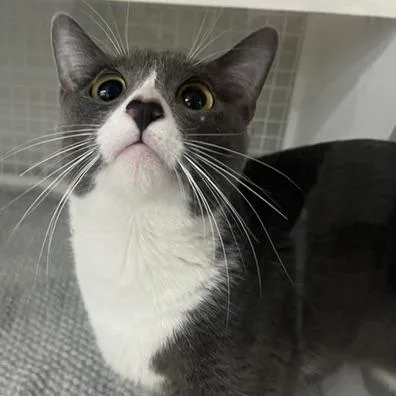 A young medium-sized female Gray / Blue / Silver Domestic Short Hair cat named Tails for adoption in San Antonio, TX