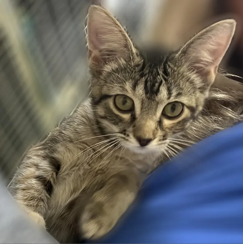 An adult large-sized female Torbie Domestic Short Hair cat named Mattie for adoption in Springfield, IL