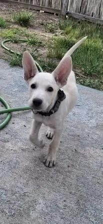 A baby small-sized female Labrador Retriever dog named Brie for adoption in Colorado Springs, CO