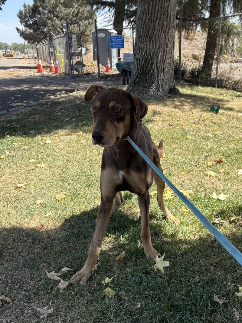An adult large-sized male Brown / Chocolate Doberman Pinscher dog named Rusty for adoption in Oakdale, CA