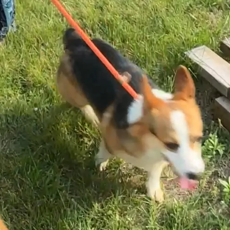 An adult small-sized male Brown / Chocolate Cardigan Welsh Corgi dog named Dexter for adoption in Monroe, MI