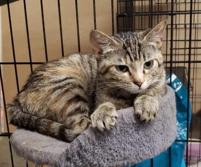 An adult small-sized female Domestic Short Hair cat named Zina for adoption in Ballwin, MO