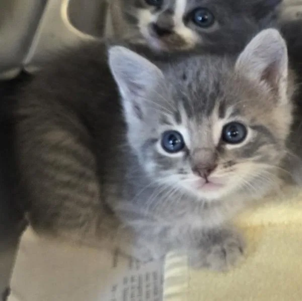A baby small-sized male Domestic Short Hair cat named Kurt for adoption in Oakland, CA