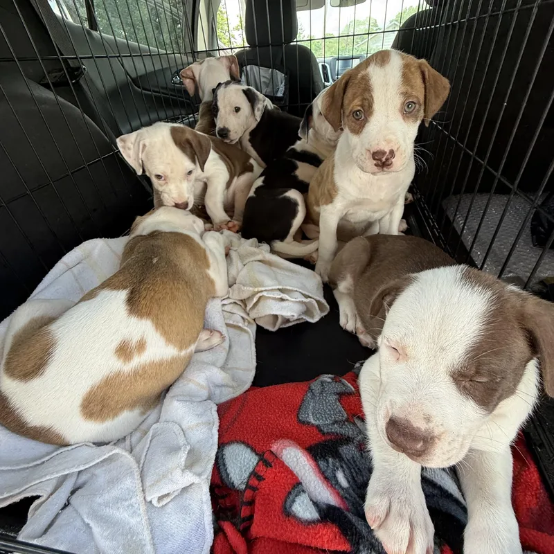 Chloe Pups