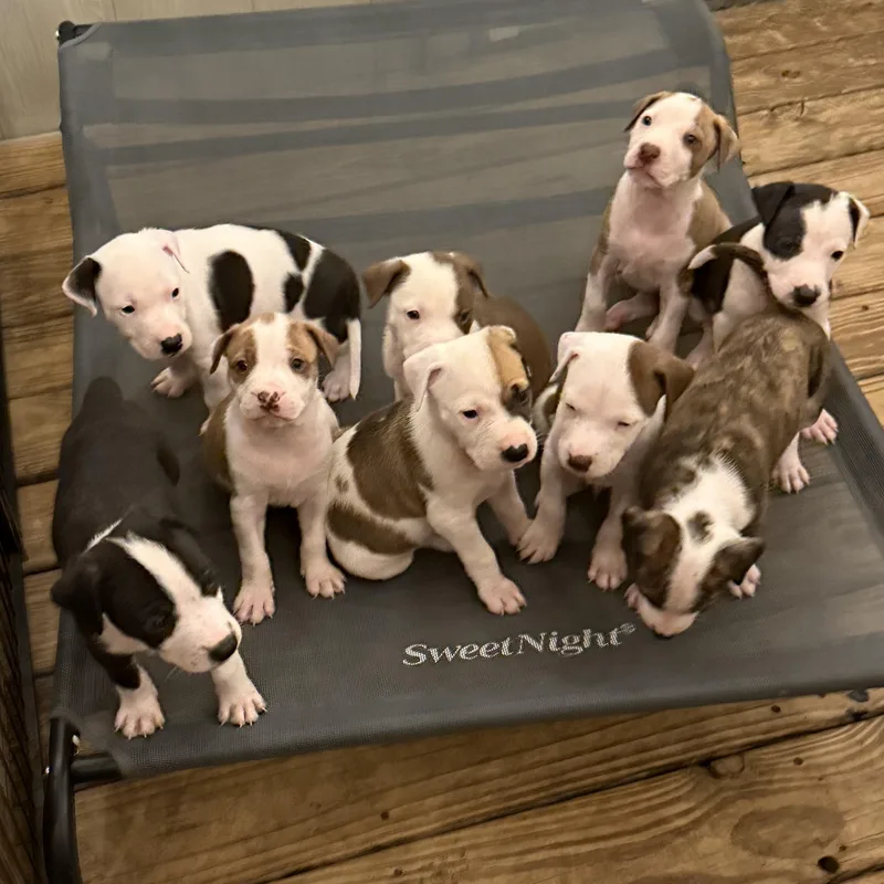 Chloe Pups thumbnail 2