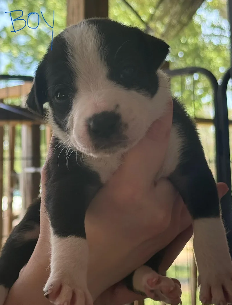 Chloe Pups thumbnail 3