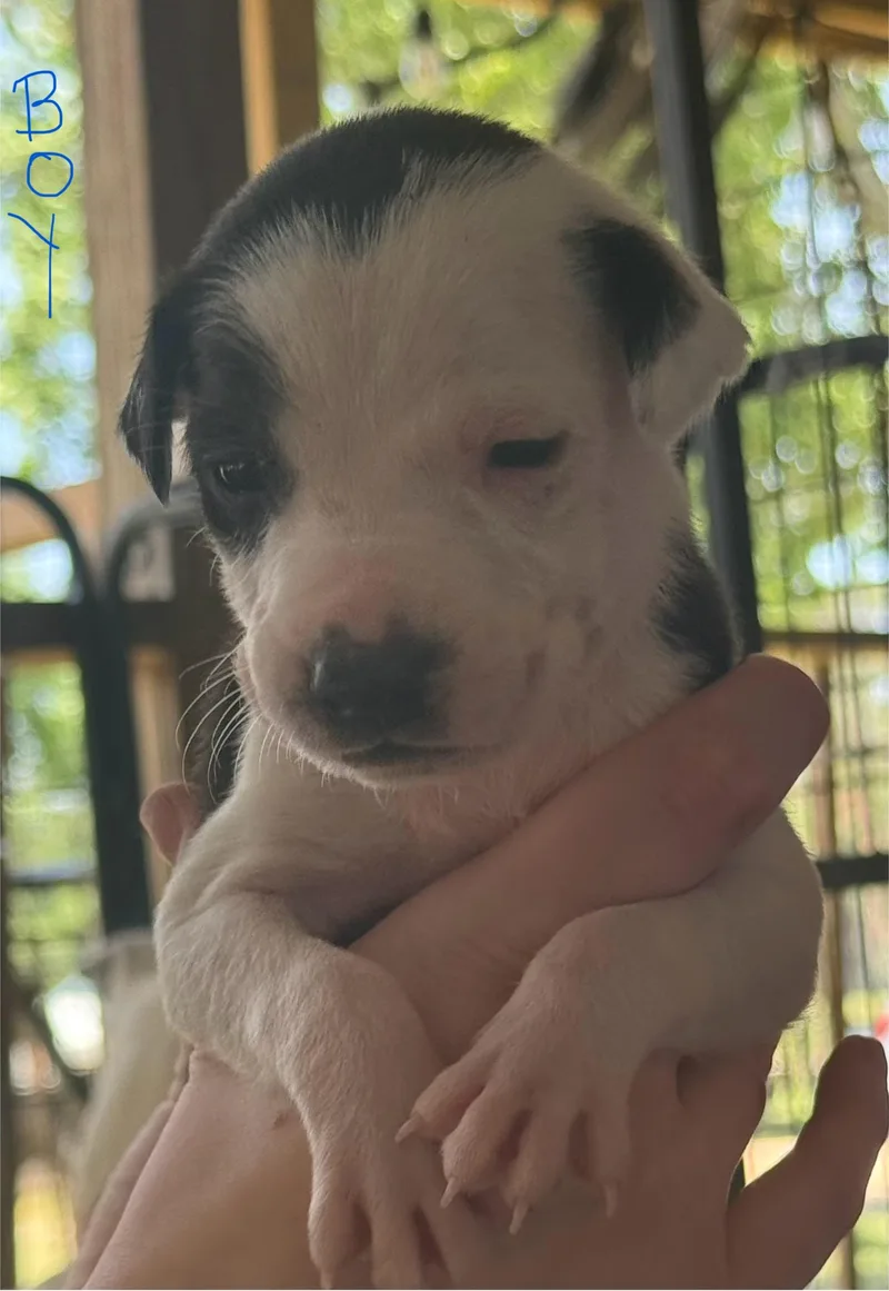 Chloe Pups thumbnail 4