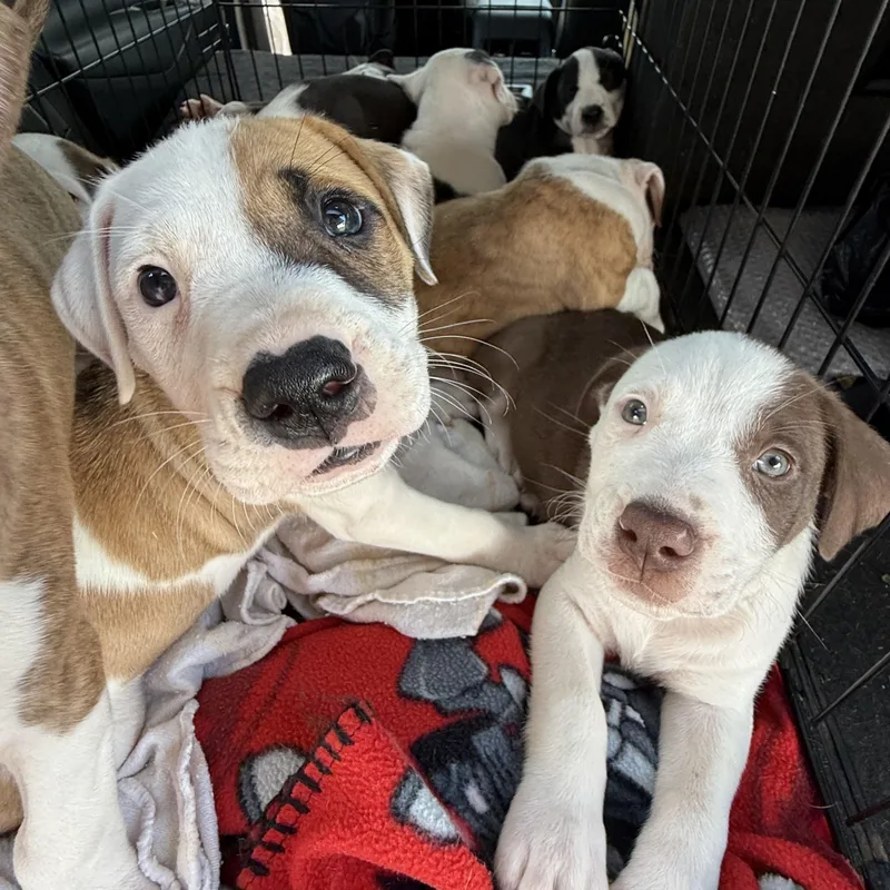Chloe Pups thumbnail 5