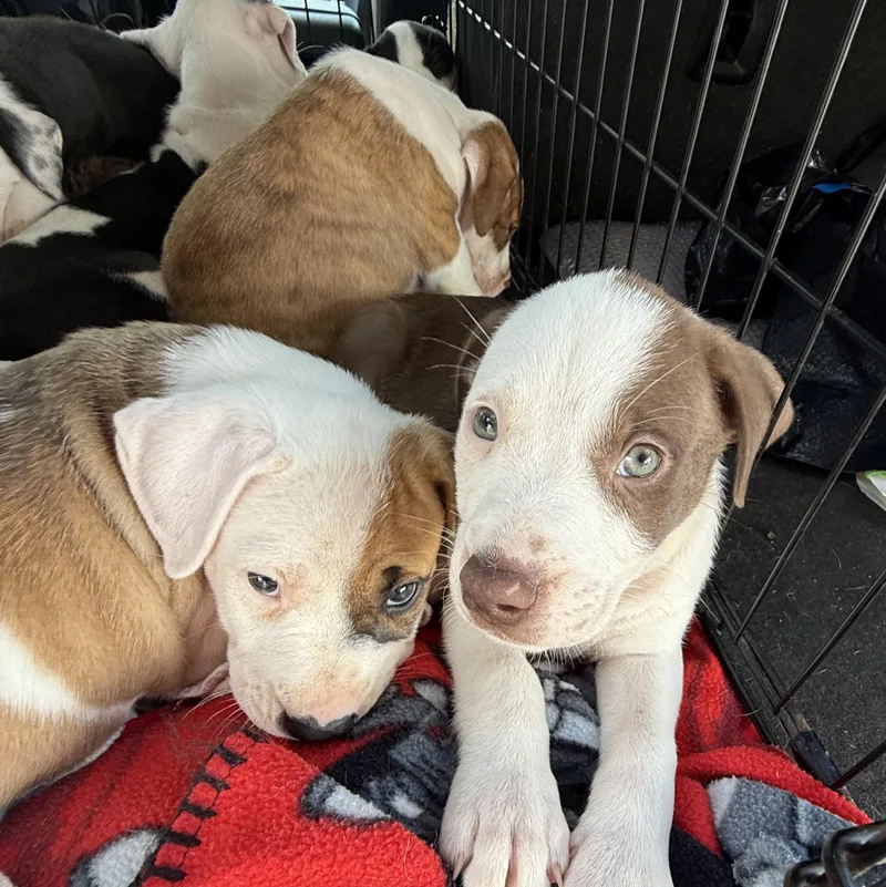 Chloe Pups thumbnail 6