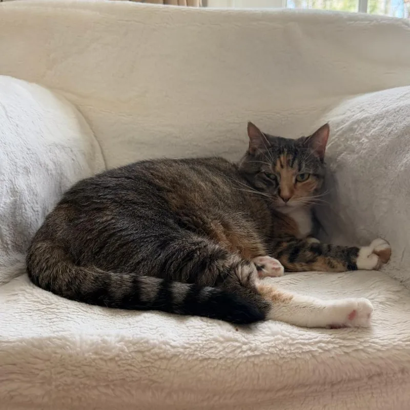 A young medium-sized female Torbie Domestic Short Hair cat named Queen Lola for adoption in New Britain, CT