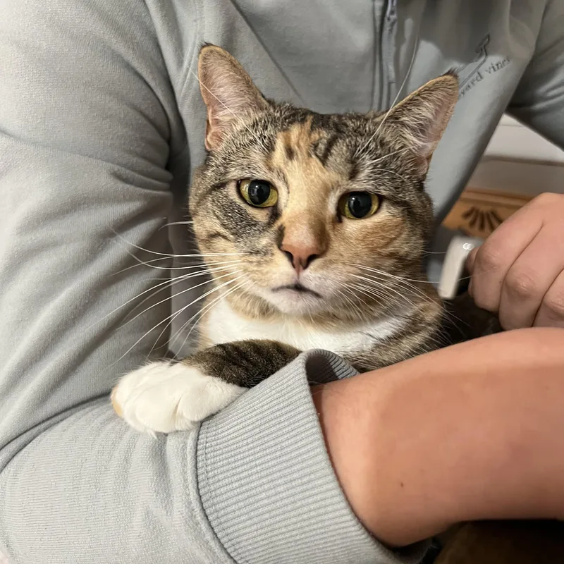 Queen Lola thumbnail 3