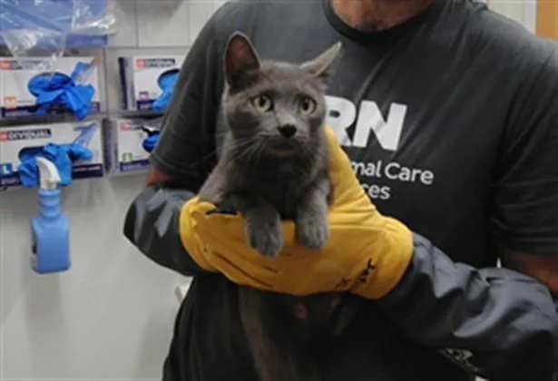 A young small-sized female Domestic Short Hair cat named Kumi for adoption in Albuquerque, NM