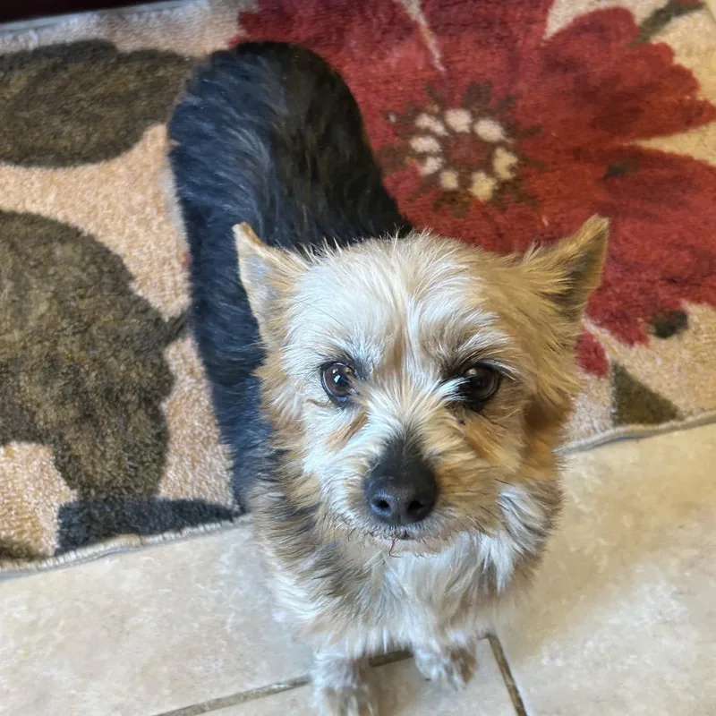 A senior small-sized female Black Yorkshire Terrier dog named Sambucca "sami" for adoption in Sinking Spring, PA